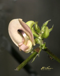 Wild Bean Flower 